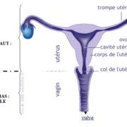 appareil genital feminin pour qcm SVT collège