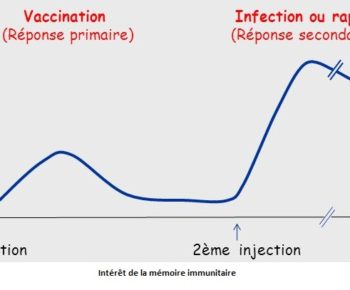 risque infectieux et vaccin : intérêt de la mémoire immunitaire