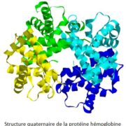 Structure quaternaire de la protéine hémoglobine
