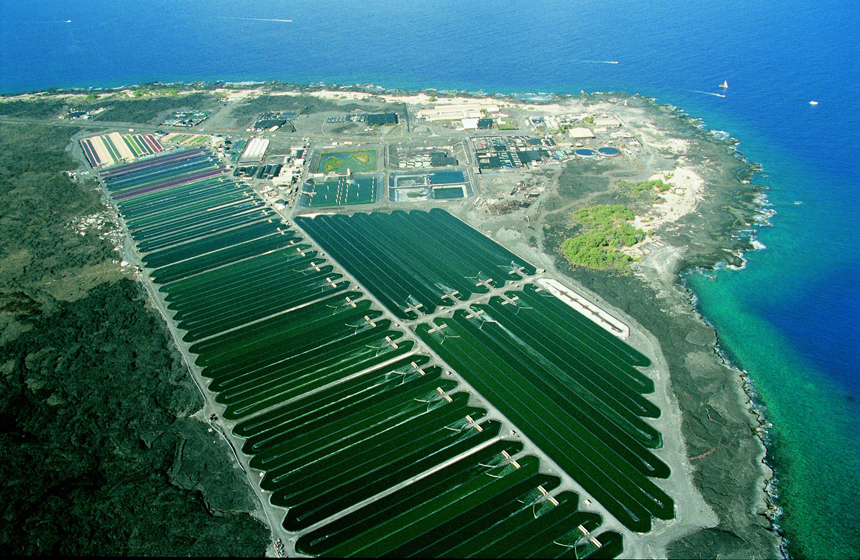 Une ferme de 36 ha de production d’algues à Hawaï